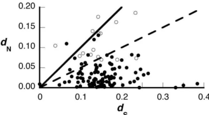 Figure 1. Whole-Gene, Pairwise Estimates of d N and d S for Transferred Sfps of D. melanogaster
