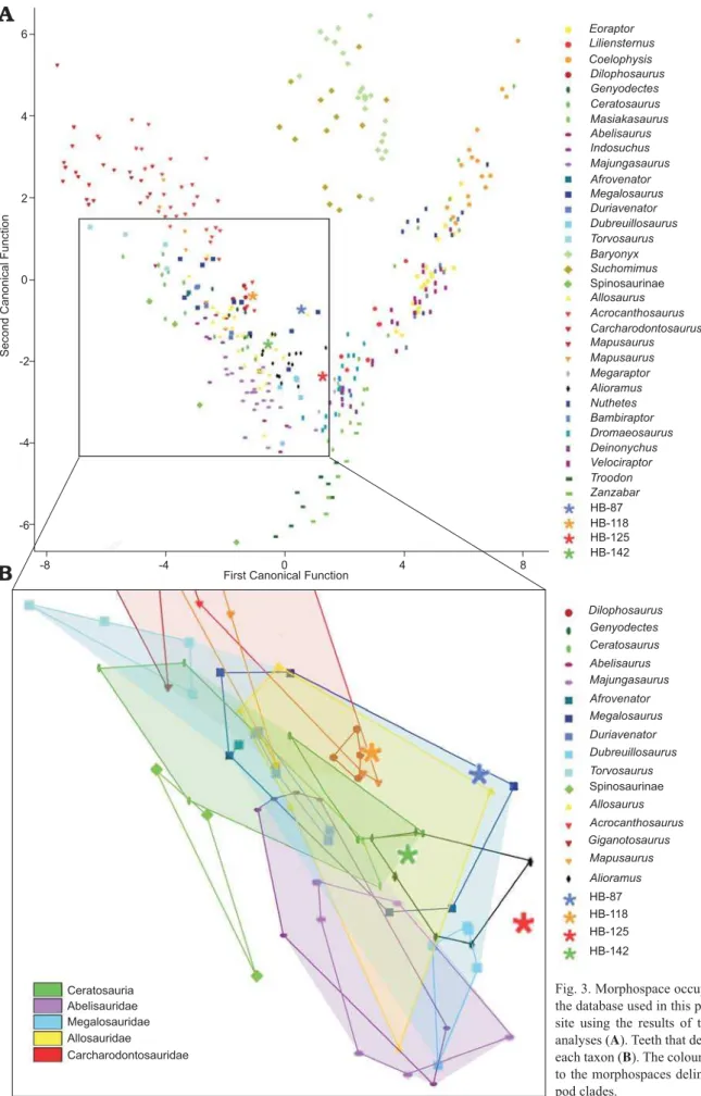 Fig. 3. Morphospace occupied by theropod teeth of  the database used in this paper and those of the HB  site using the results of the discriminant function  analyses (A)