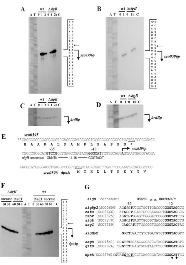 Figure 1. High-resolution S1-nuclease mapping the transcription start point (TSP) of S