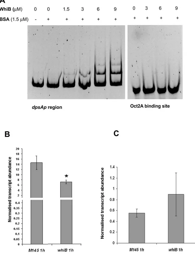 Figure 6. Increasing concentrations of apoWhiB causes electrophoretic shift of dpsAp region