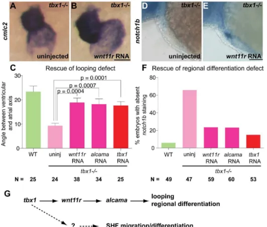 Figure 8. tbx1 functions through wnt11r to regulate heart looping and regional differentiation