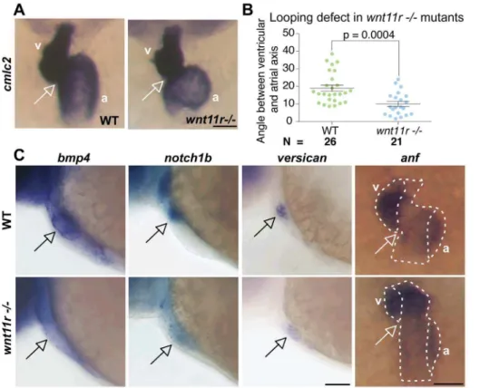 Figure 5. Heart looping and regional differentiation defects in wnt11r 2/2 mutants. (A) cmlc2 ISH showing the looping defect in wnt11r 2/2 mutants