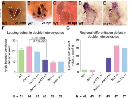 Figure 6. wnt11r and tbx1 cooperate to regulate heart looping and differentiation. (A–C) ISH showing wnt11r expression in the fusing heart fields (21 somites, A), linear heart tube (24 hpf, B) and fully looped heart (48 hpf, C) in WT embryos