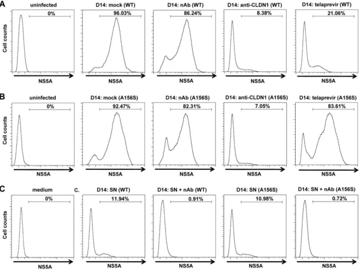 Table 1. The CLDN1-specific antibody is efficient in inhibiting HCV spread.