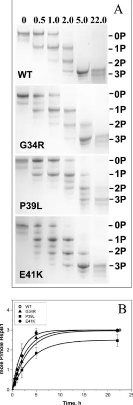 Fig 6. Phosphorylation of the wild type HspB1 and its N-terminal mutants. (A) Urea PAGE of the wild type HspB1 and its mutants after different times of incubation with activated MAPKAP kinase 2