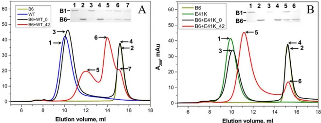 Fig 8. Interaction of the wild type HspB1 (A) and its E41K mutant (B) with the wild type HspB6 analyzed by means of size-exclusion