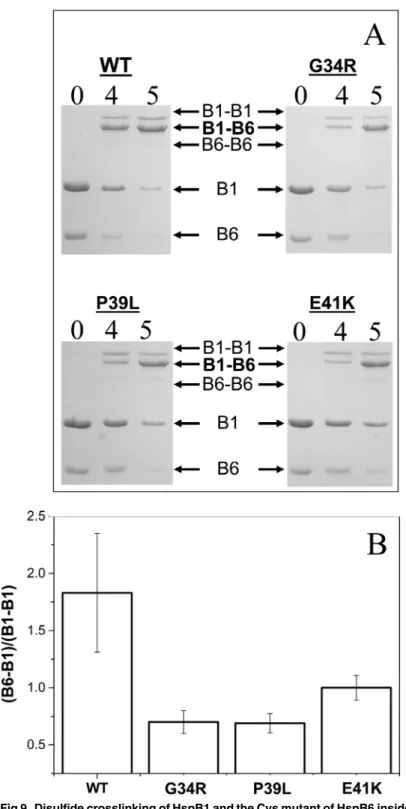 Fig 9. Disulfide crosslinking of HspB1 and the Cys mutant of HspB6 inside heterooligomeric complexes