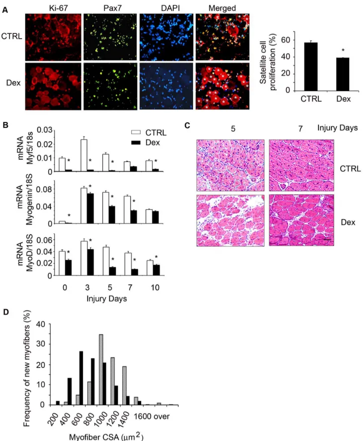 Figure 3. Dex suppresses satellite cell activation in vivo . C57/BL6 control mice were treated with Dex and TA muscles were injured