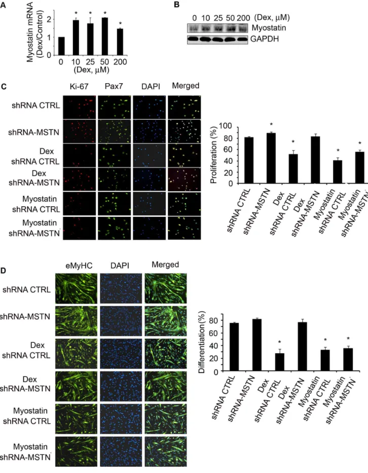 Figure 4. Dex stimulates myostatin expression in satellite cells suppressing their activation in vitro 