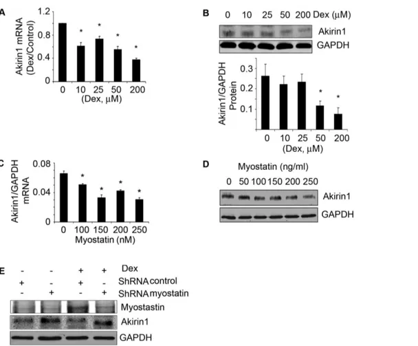 Figure 5. Dex or myostatin can inhibit Akirin1 expression. Satellite cells were treated with different concentrations of Dex for 24 h
