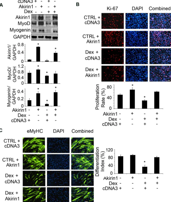Figure 6. Overexpression of Akirin1 blocked Dex-induced suppression of myogenic gene expression and myoblast proliferation and differentiation