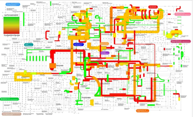 Fig 7. Metabolic pathways mapping of Lachnospiraceae and Erysipelotrichaceae expression profiles