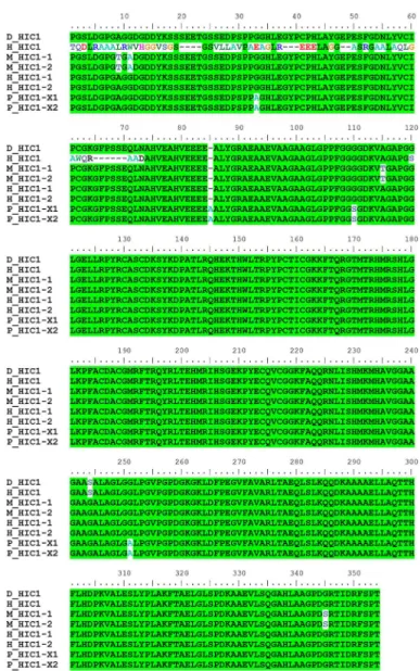 Fig 3. Multiple alignment of the HIC1 protein. The protein IDs and corresponding GenBank accession numbers are listed in Table 3.