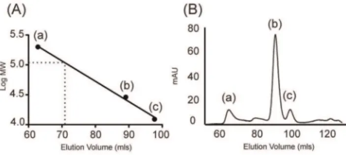 Figure 3. Purification of hRyR2-PFR. (A) Gel filtration trace of hRyR2-PFR showing void volume; and protein peak; (PFR) at 72 mls as predicted by analytical gel filtration