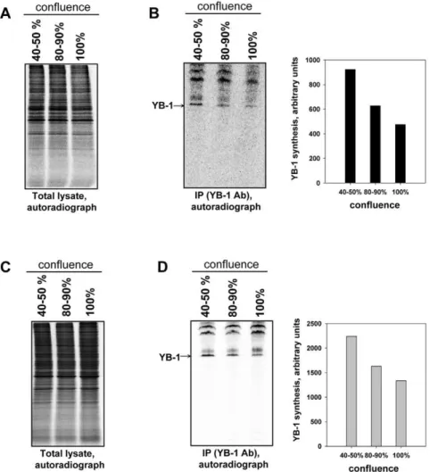 Figure 7A shows that treatment of HeLa cells with PP242 (1 m M) induced a significant decrease in phosphorylation of 4E-BP, p70S6 kinase (p70S6K), S6 ribosomal protein (rpS6) and Akt and had no effect on phosphorylation of eIF4E and eIF2 a as it was previo