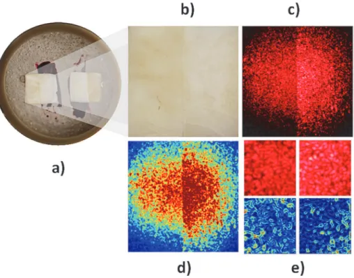 Fig 2. Procedure for acquisition and analysis of speckle images. (a) sample; (b) image under white light;