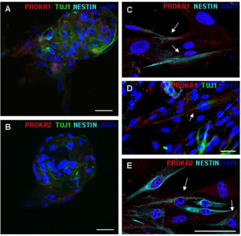 Figure 4. RT-PCR analysis of PROKR1 and PROKR2 expression in human ENS-derived cells. Total RNA was isolated from  neuro-spheres (NS) and both PROKR1 and PROKR2 transcripts were detected by RT-PCR