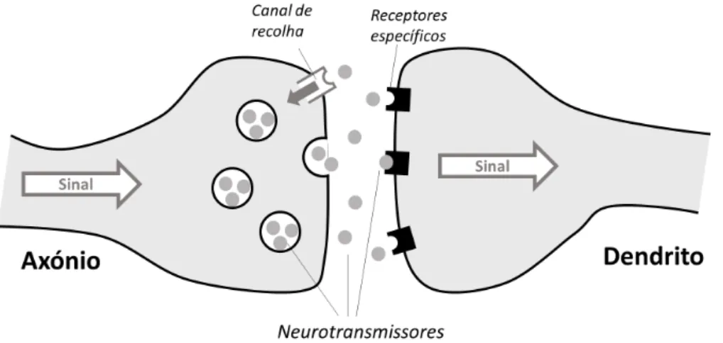 Figura 2 – Esquema simplificado de uma sinapse entre duas células nervosas (neurónios)