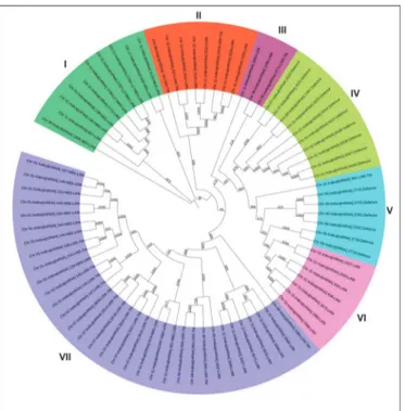 Fig 5. Phylogenetic analysis of R- and DR-genes in clusters in O. sativa ssp indica. Phylogenetic analysis of R-genes and DR-genes in clusters of 6 or more than 6 genes over 12 chromosomes of O