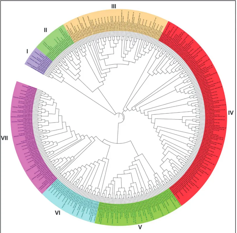 Fig 6. Phylogenetic tree for DR-genes. Phylogenetic tree constructed for different category of DR-genes for O