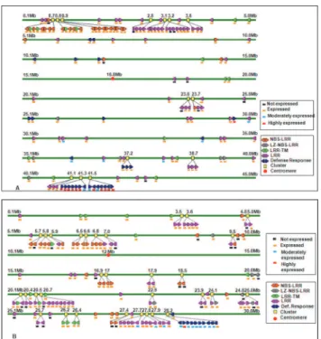 Fig 3. Mapping of R- and DR-genes. Example of physical position, orientation and expression of R- and DR-genes on japonica rice chromosomes