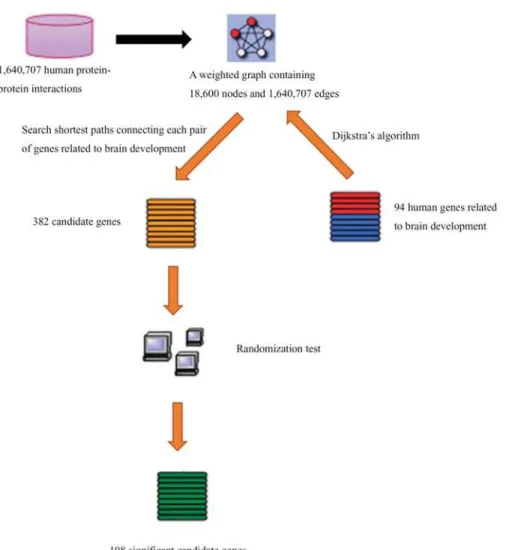 Fig 1. The workflow of the procedures for discovery of candidate genes related to brain development.