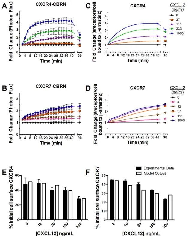Figure 3. Kinetics of b-arrestin 2 recruitment to CXCR4 or CXCR7. (A and B) MDA-MB-231 breast cancer cells expressing CXCR4-CBRN/b- CXCR4-CBRN/b-arrestin 2-CBC (A) or CXCR7-CBRN/b-CXCR4-CBRN/b-arrestin 2-CBC (B) were treated with increasing concentrations 
