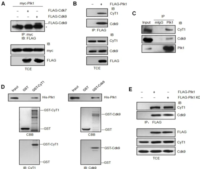 Figure 1.  Plk1 interacts with P-TEFb independent of it kinase activity.  (A) β9γT cells were transfected with pCMV myc-Plk1 and pCMV FLAG-Cdk7 or FLAG-Cdk9, or empty vector as the control