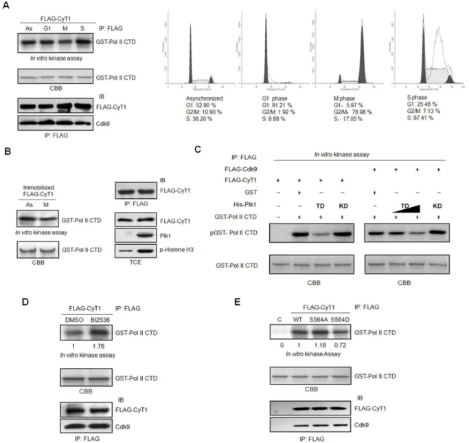 Figure 4.  Plk1 inhibites the kinase activity of the P-TEFb complex.  (A) In vitro kinase assay
