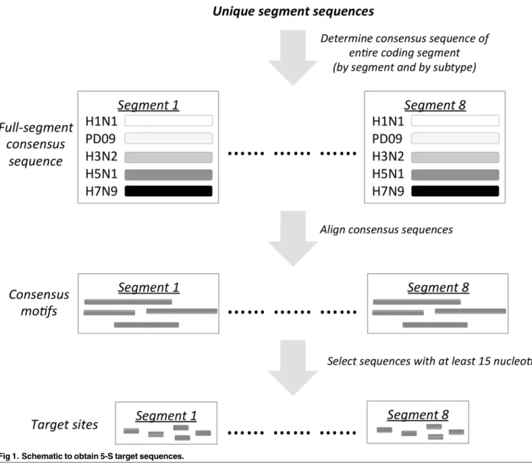 Fig 1. Schematic to obtain 5-S target sequences.