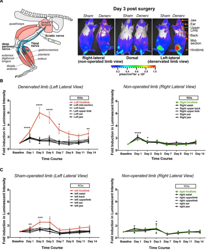 Figure 3. Time course of the MuRF1-hiLUCs reporter induction during a 14-day hindlimb denervation study