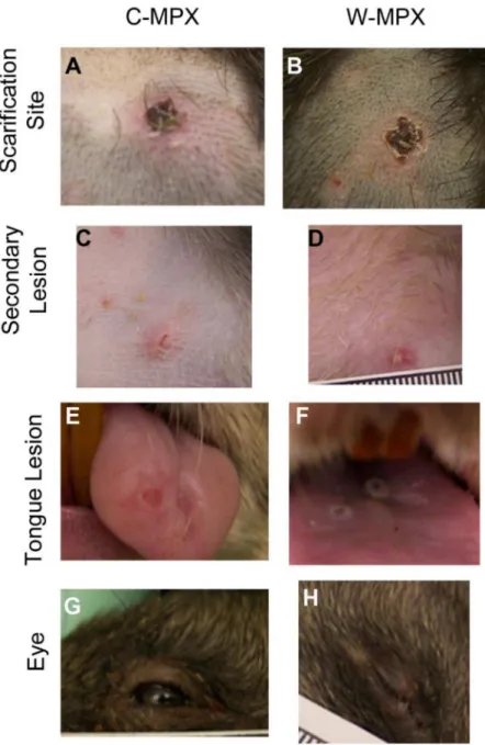 Fig 1. Representative images of cutaneous lesions after experimental challenge with Congo Basin (A, C, E and G) or West African (B, D, F and H) clades of MPXV