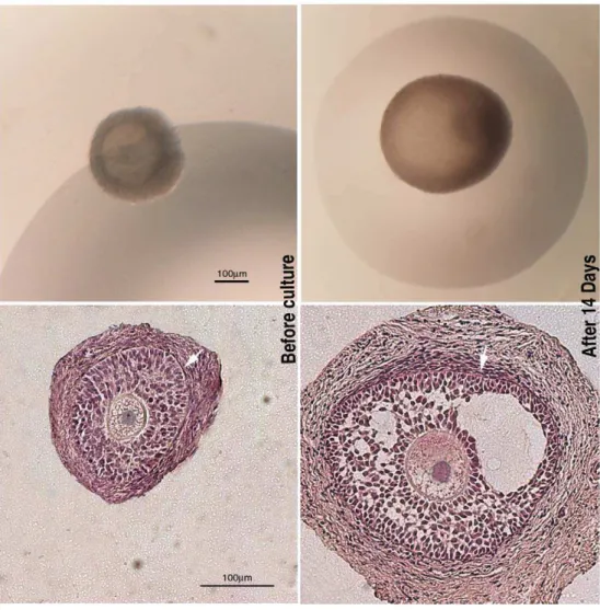 Figure 1. Representative images of the morphology of the follicles before and after the culture
