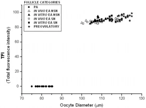 Figure 4. Dnmt1 oocyte distribution pattern during sheep in vitro and in vivo folliculogenesis