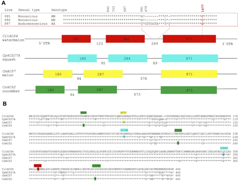 Fig 2. Molecular characterisation of CitACS4 gene and protein. (A) Gene structure of CitACS4, CpACS27A, CmACS7 and CsACS2 in watermelon, squash, melon and cucumber, respectively