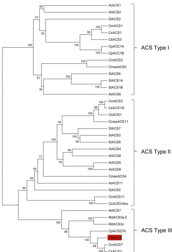 Fig 3. Phylogenetic analysis of CitACS4 protein. Evolutionary tree performed for 37 ACS proteins from different plants: Arabidopsis thaliana (AtACS1, AAM91649.1; AtACS2, AAG50097.1; AtACS4, Q43309.1;