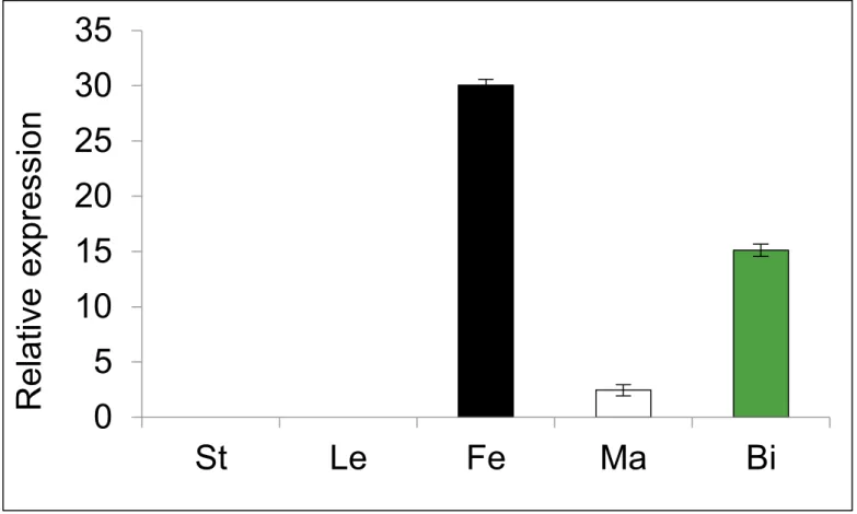 Fig 4. Relative expression of CitACS4 in different tissues of watermelon cv. Premium. The values are the average and standard deviation of three biological replicates