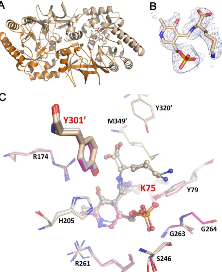 Figure 7. Bar-PLP-L-lysine complex structure. (A) The dimeric Bar is presented as cartoon presentation (chain A, wheat and chain B, orange).