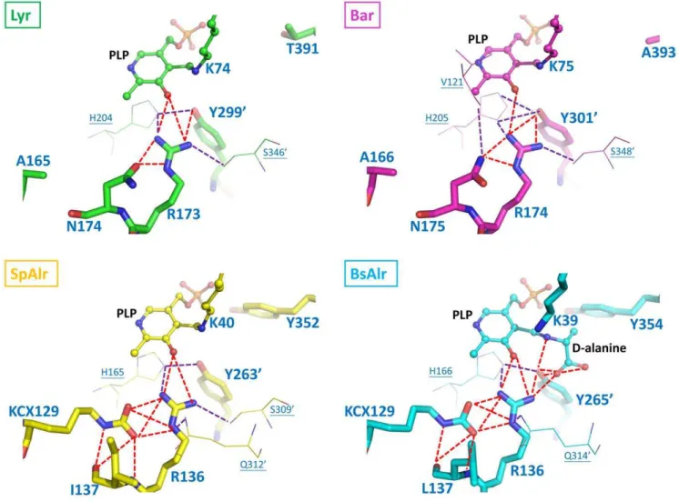 Figure 4. The Hydrogen-bonding Networks in the Binding Pockets of Lyr, Bar, SpAlr, and BsAlr