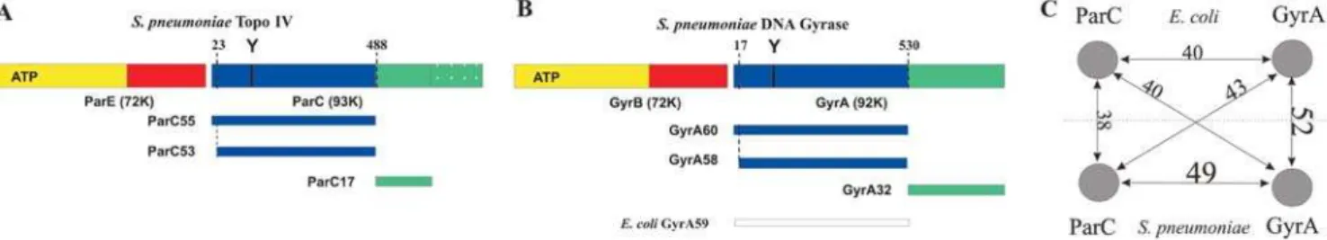 Figure 1. Comparison of type II topoisomerases from S. pneumoniae and E. coli. Schematic domain organization of (A) S