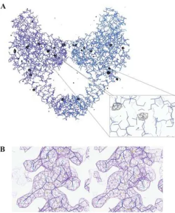 Figure 6. Electron density maps confirming the molecular replacement solution. (A) Superposition of the anomalous difference Fourier map calculated using Cys426 data collected on the chromium edge contoured at 3.5 s with the final refined model of ParC55