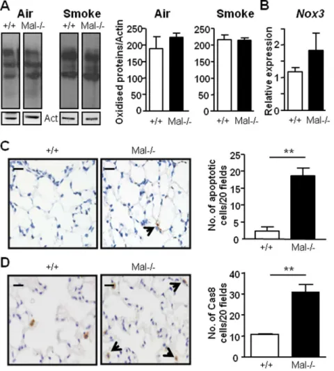 Figure 5. Altered lung cell apoptosis, but not oxidative stress, in Mal 2/2 mice. (A) Protein carbonylation levels were determined by Oxyblot of lung protein lysates from +/+ and Mal 2/2 mice that were either exposed to air or were exposed to cigarette smo