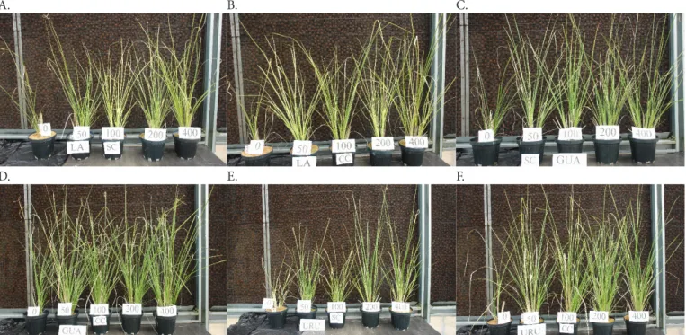 Figura 1. Crescimento de plantas de vetiver cultivadas em amostras subsupericiais de um Latossolo Amarelo (LA), de um  Argissolo Amarelo (GUA) e de um Cambissolo Háplico (URU), com (CC) e sem (SC) aplicação de calcário, submetidas  à aplicação de diferente