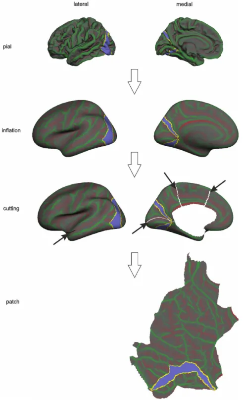Figure 1. A surface processing pipeline leading to flat maps of the pial surface. A pial surface stored as a triangular mesh was first inflated, then a cortical patch was prepared by removing PCC and making cuts in order to create flat maps of the pial sur