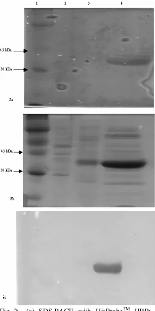 Fig. 2:  (a)  SDS-PAGE  with  HisProbe TM   HRP;  (b)  Post  staining  of  gel  (a)  with  Coomassie  blue; 