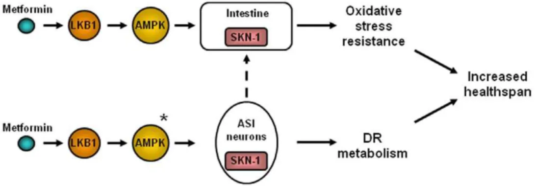 Figure 5. Summary model of metformin action on C. elegans healthspan. Metformin activates SKN-1 to trigger DR-like metabolism and intestinal anti-oxidant gene expression