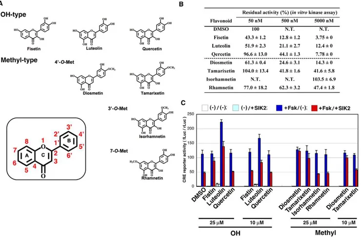 Figure 1. Inhibition of SIK2 by flavonoids. (A) Structure of the flavonoids used in this study