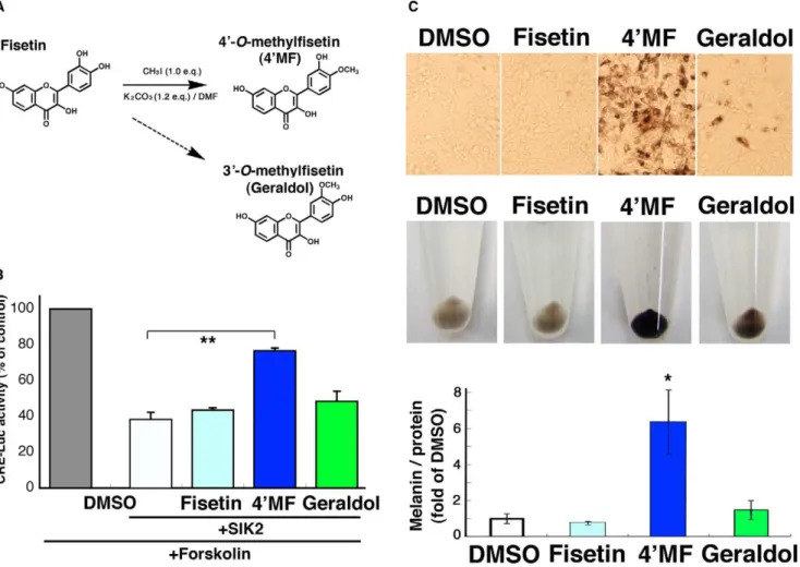 Figure 4. 4 9 - O- methylfisetin (4 9 MF) inhibits SIK2-mediated CRE suppression and induces melanogenesis in B16F10 melanoma cells.