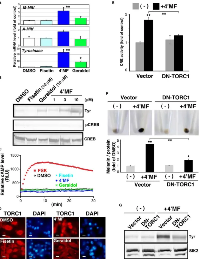 Figure 5. 4 9 MF induces melanogenesis by activating TORC1 without enhancing the cAMP level in B16F10 melanoma cells