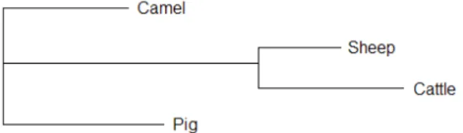 Fig.  2:  Sequence of camel myostatin gene and  primers positions MN-1B up (desh)  and  MN-1B low (dots)